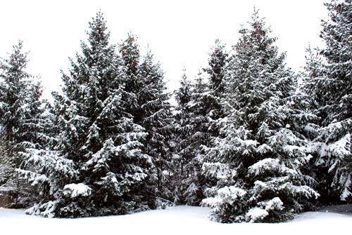 Was wäre Weihnachten ohne Tannenbäume? | Foto: Bilderrampe.de